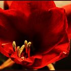 Amaryllis