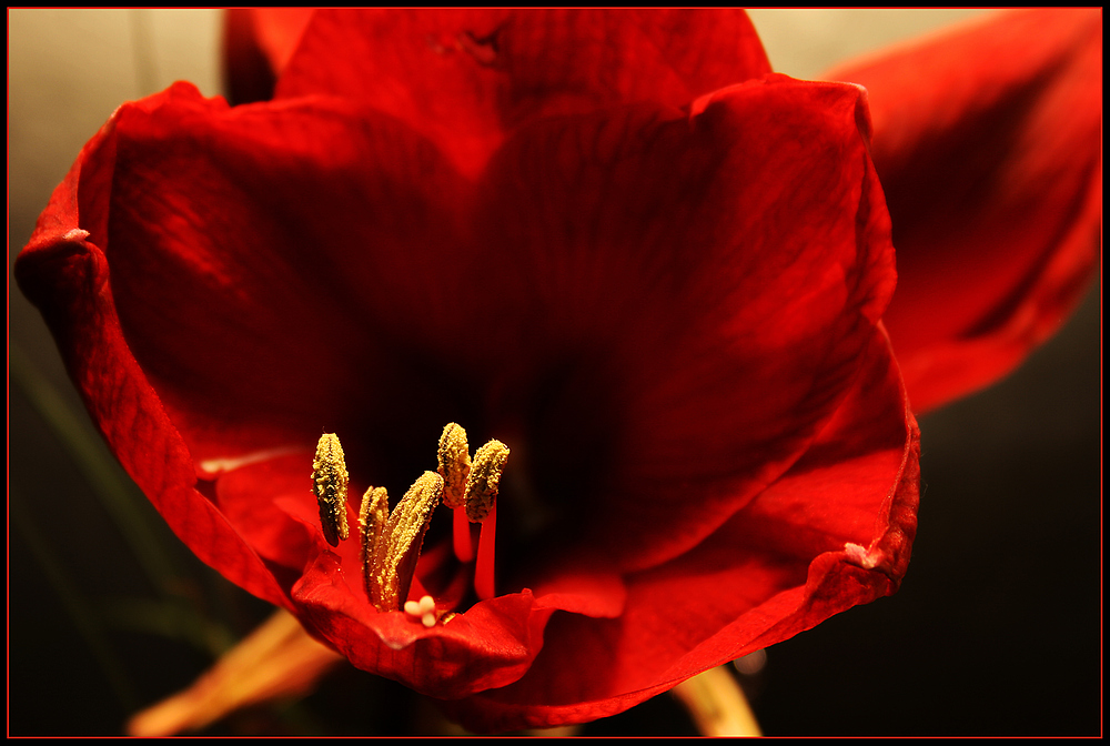 Amaryllis