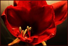 Amaryllis