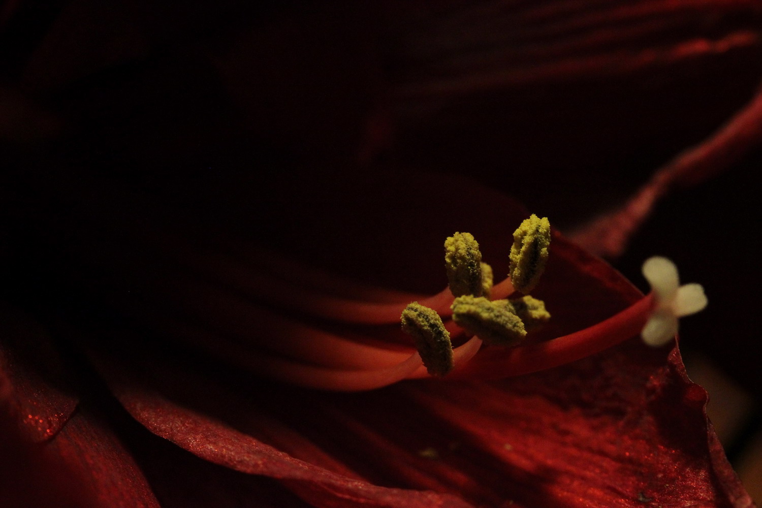 Amaryllis