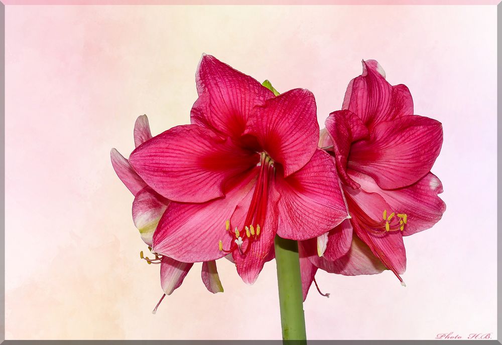  AMARYLLIS