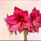  AMARYLLIS