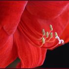 Amaryllis