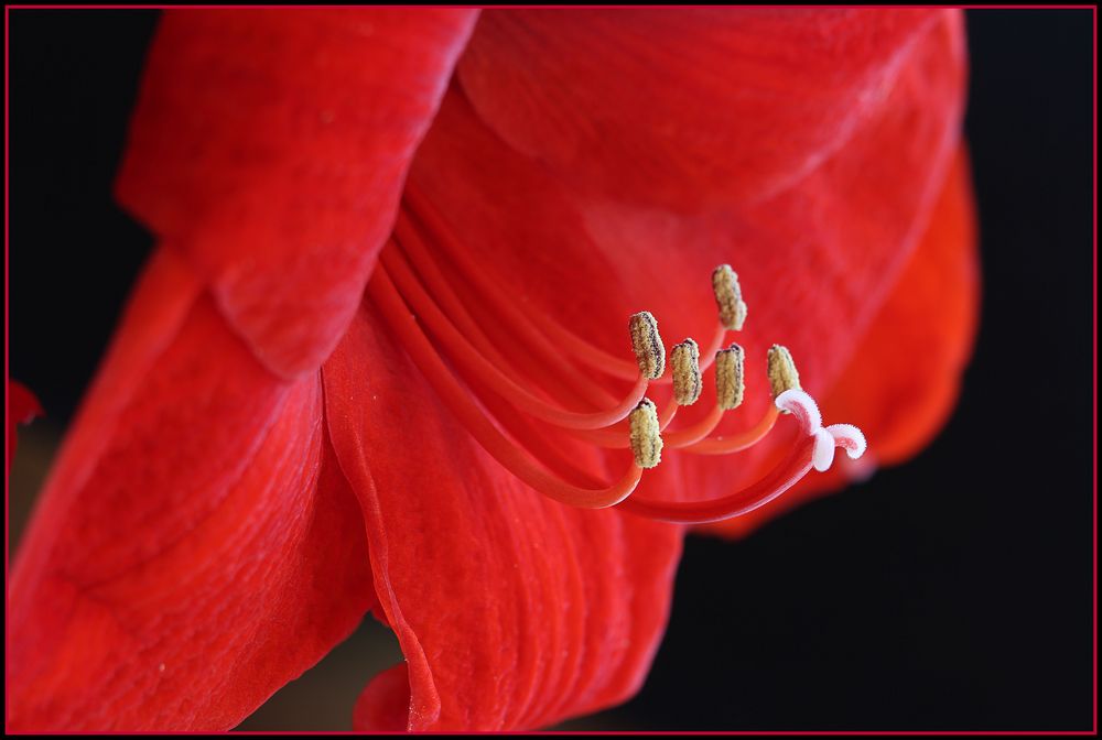 Amaryllis