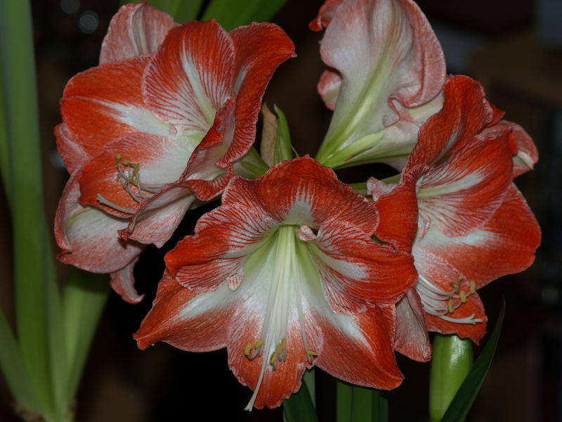 Amaryllis