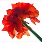 Amaryllis