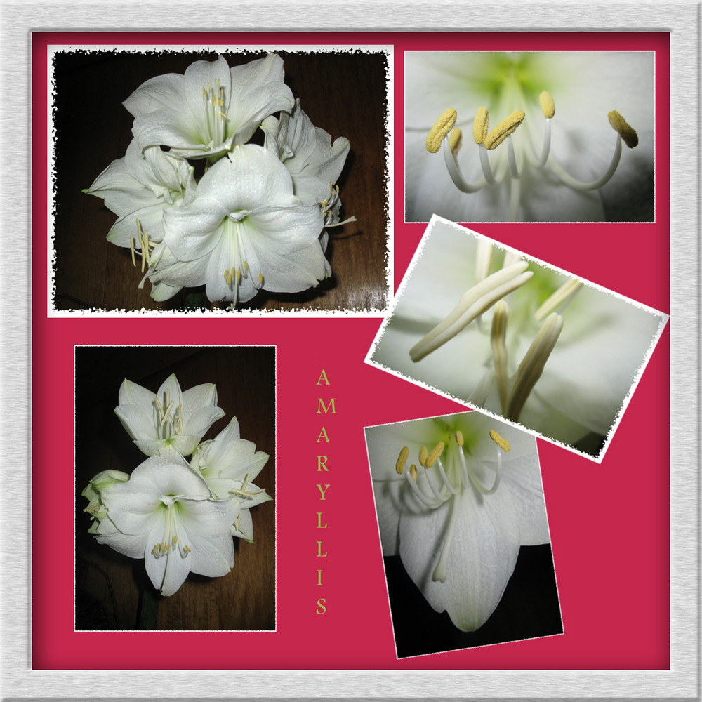 Amaryllis