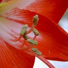 Amaryllis