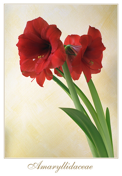 Amaryllis