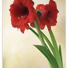 Amaryllis