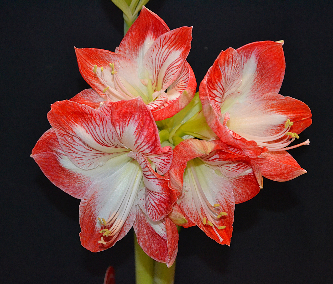 *** Amaryllis ***