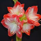 *** Amaryllis ***