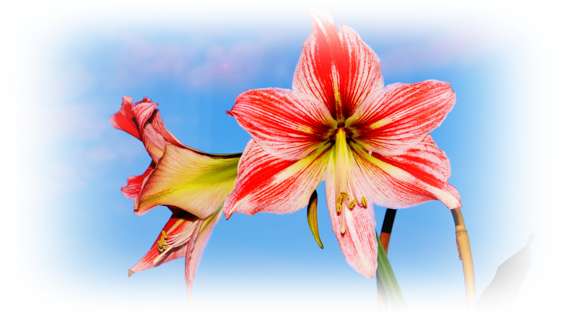 Amaryllis 