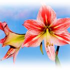 Amaryllis 