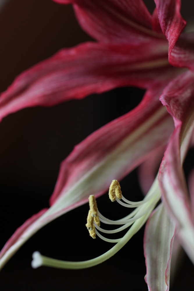 Amaryllis