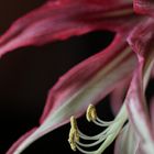 Amaryllis