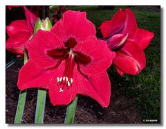 Amaryllis