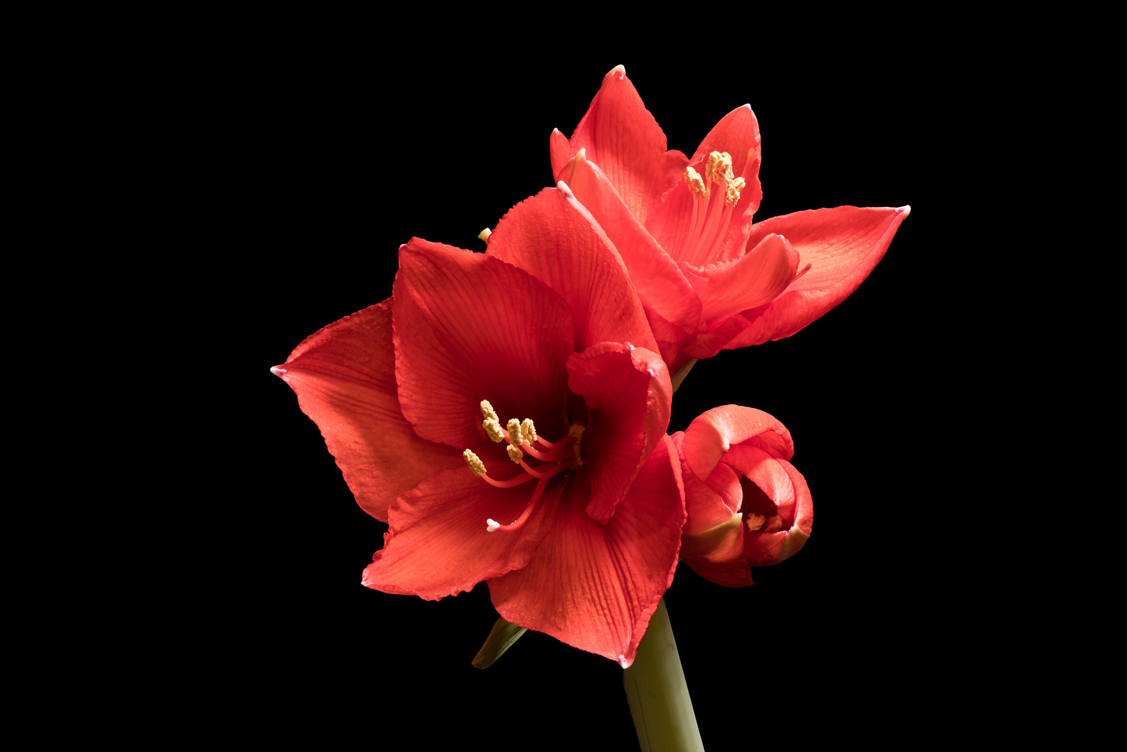 Amaryllis