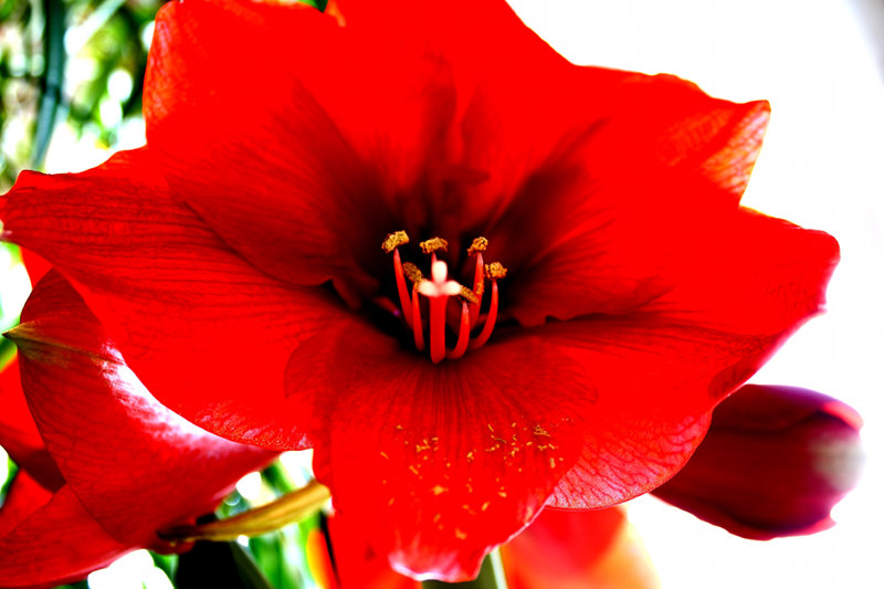 Amaryllis