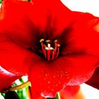 Amaryllis