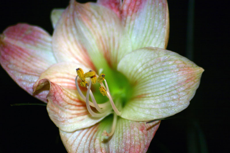 Amaryllis