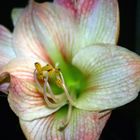 Amaryllis