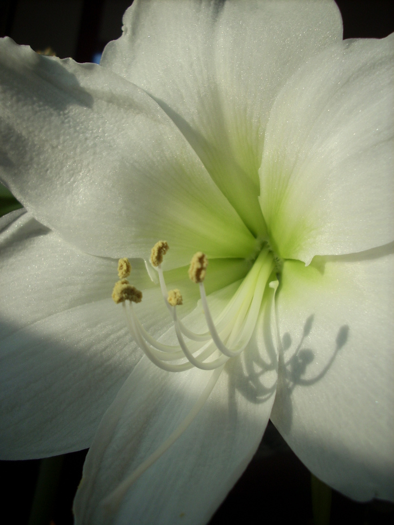 Amaryllis