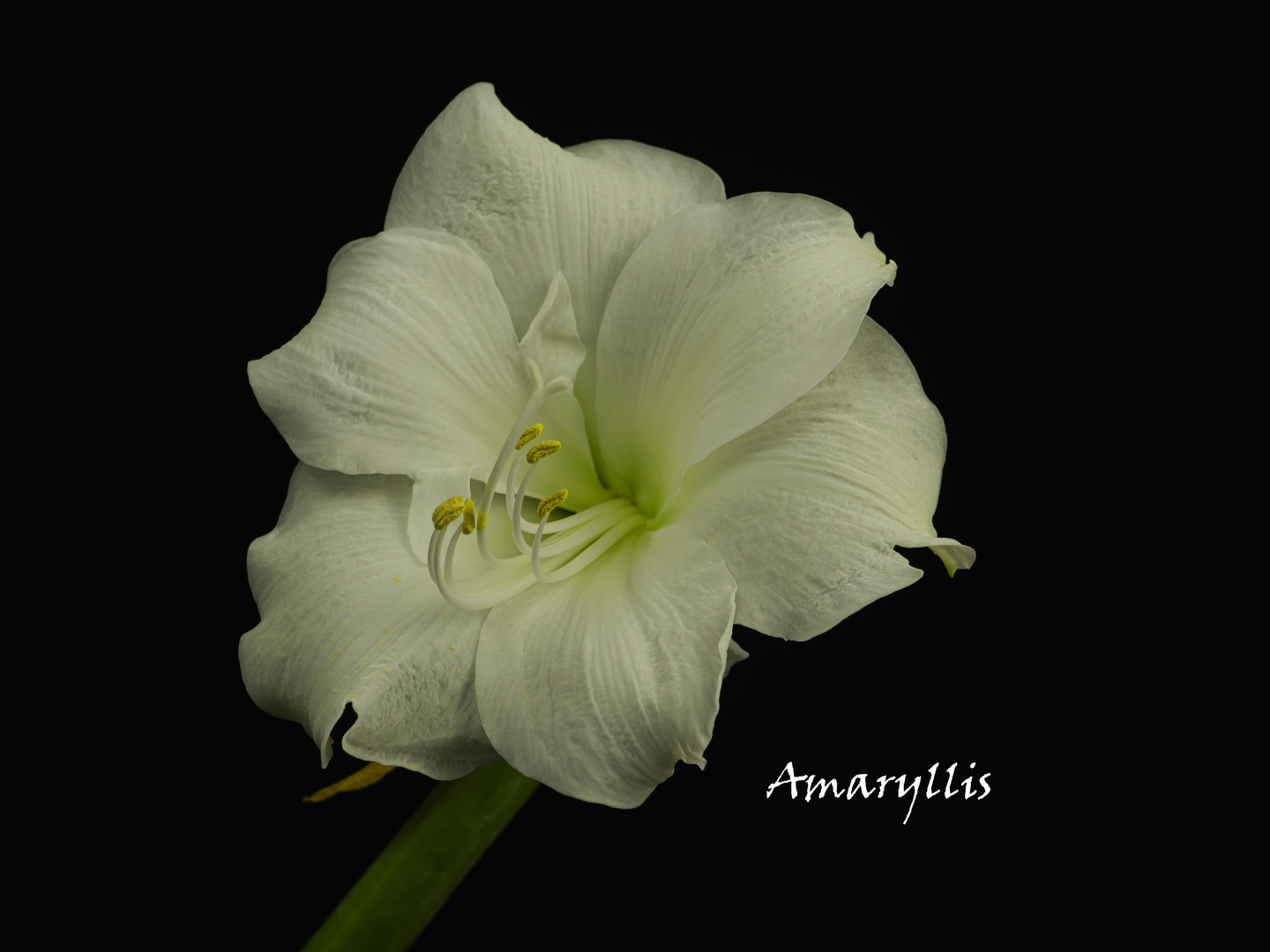 Amaryllis