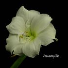 Amaryllis