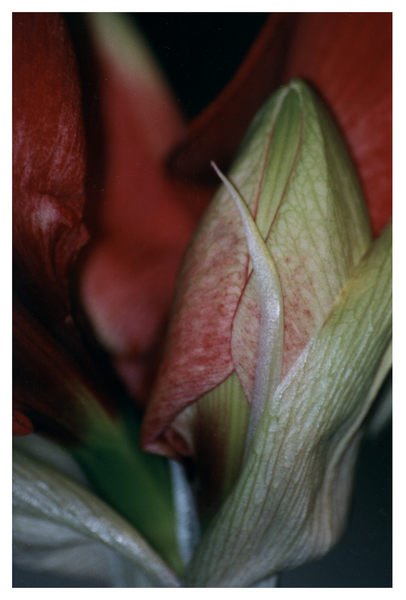 Amaryllis 1