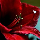 Amaryllis 1