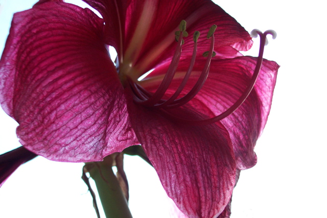 amaryllis 1