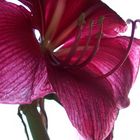 amaryllis 1