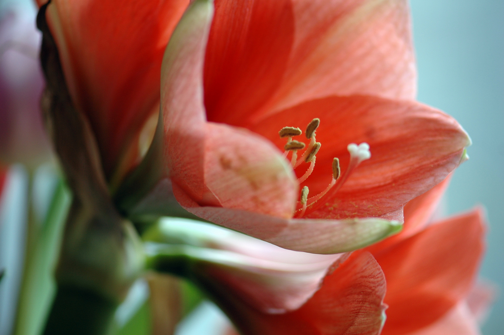 Amaryllis 1 17 01 2010