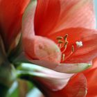 Amaryllis 1 17 01 2010