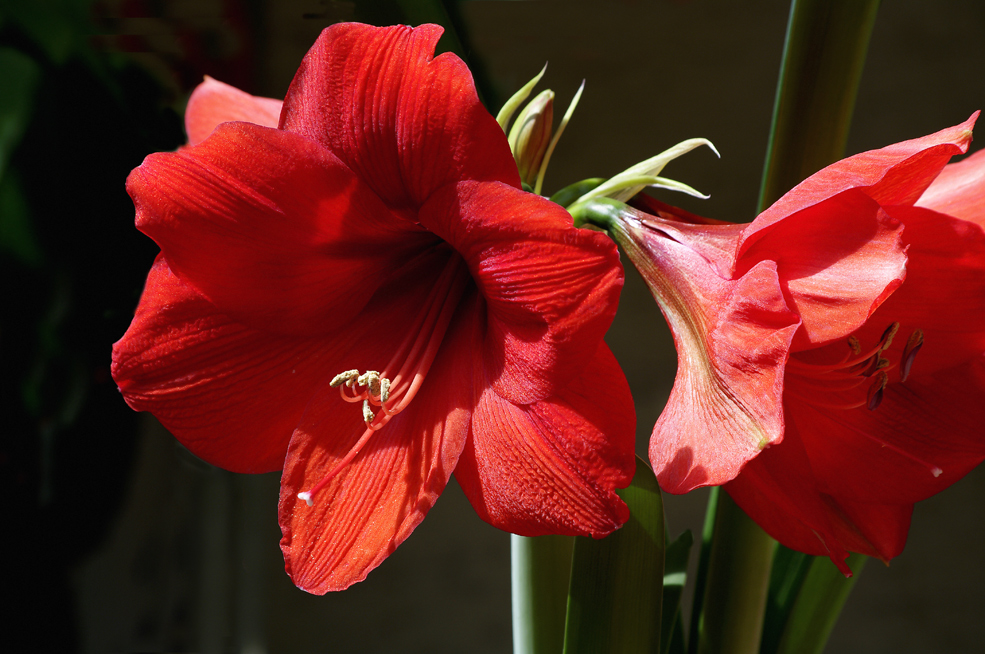 Amaryllis 1