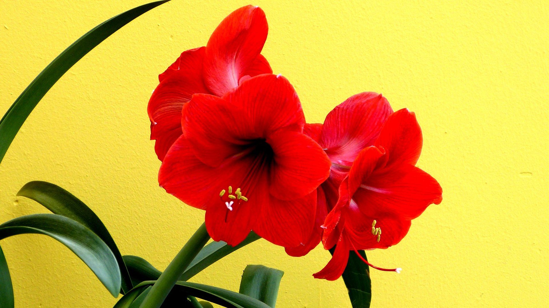 Amaryllis 1