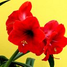 Amaryllis 1