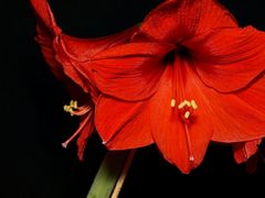 Amaryllis 1