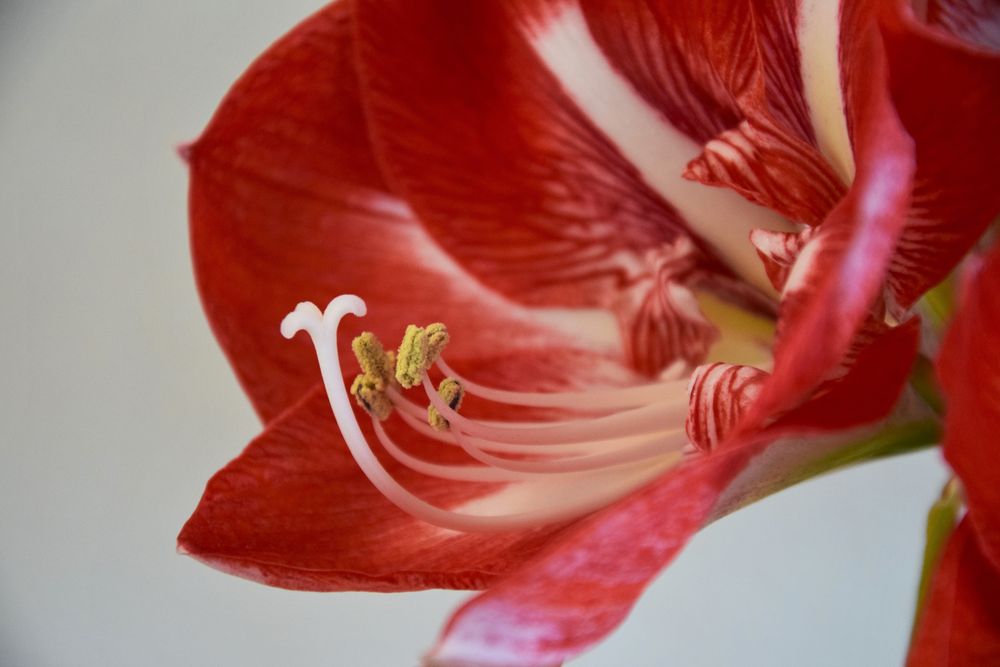 Amaryllis 1