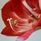 Amaryllis 1