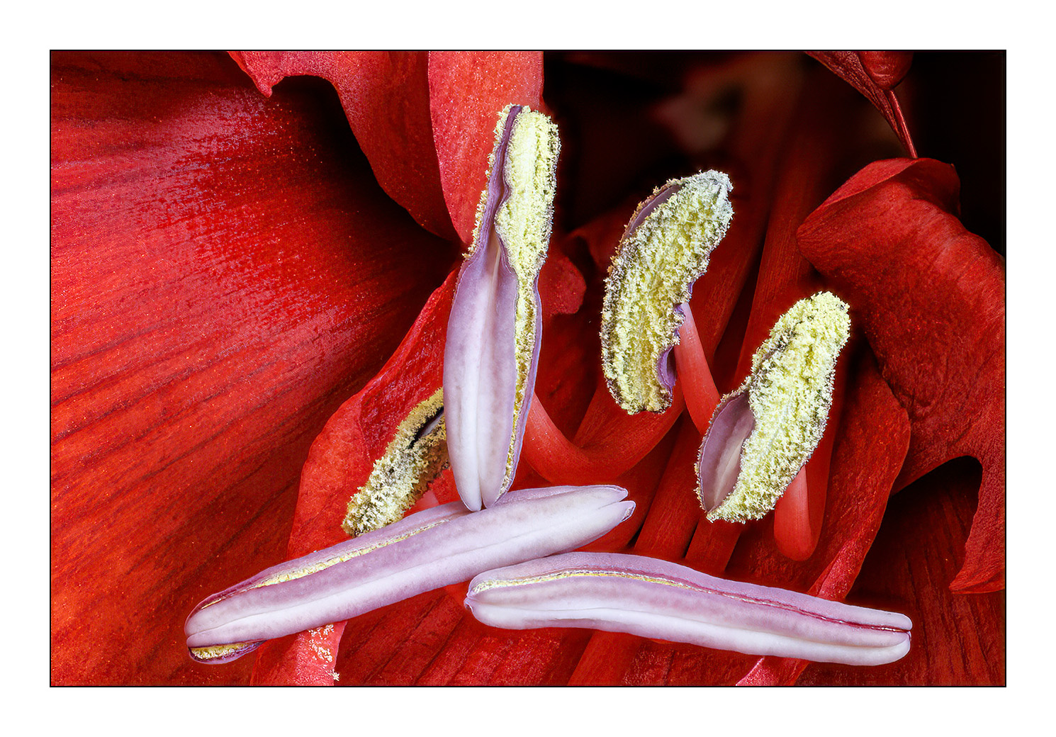 Amaryllis 1