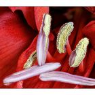 Amaryllis 1