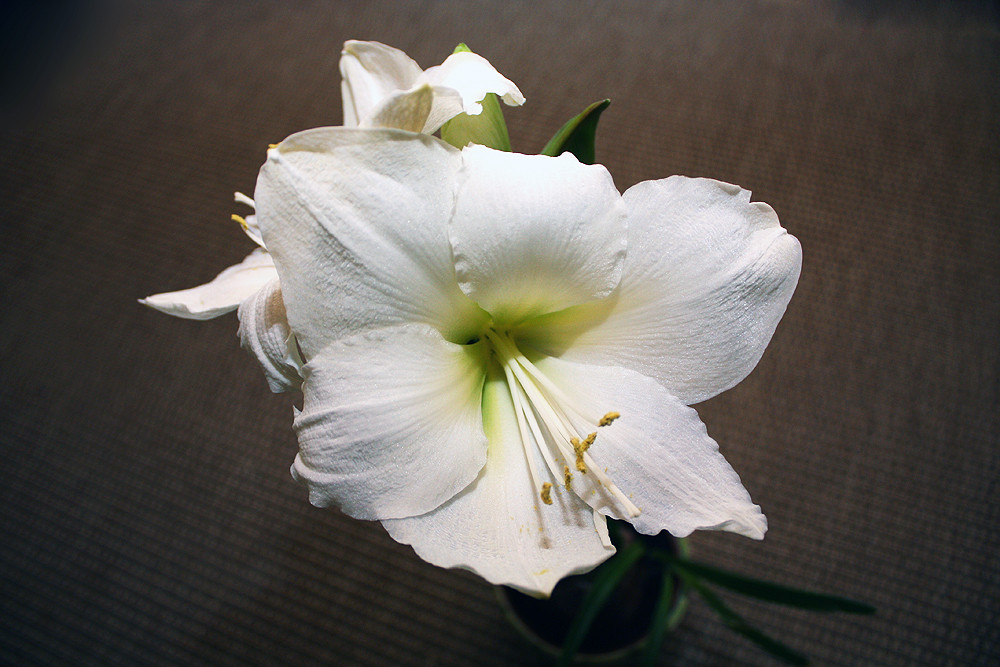 Amaryllis #1