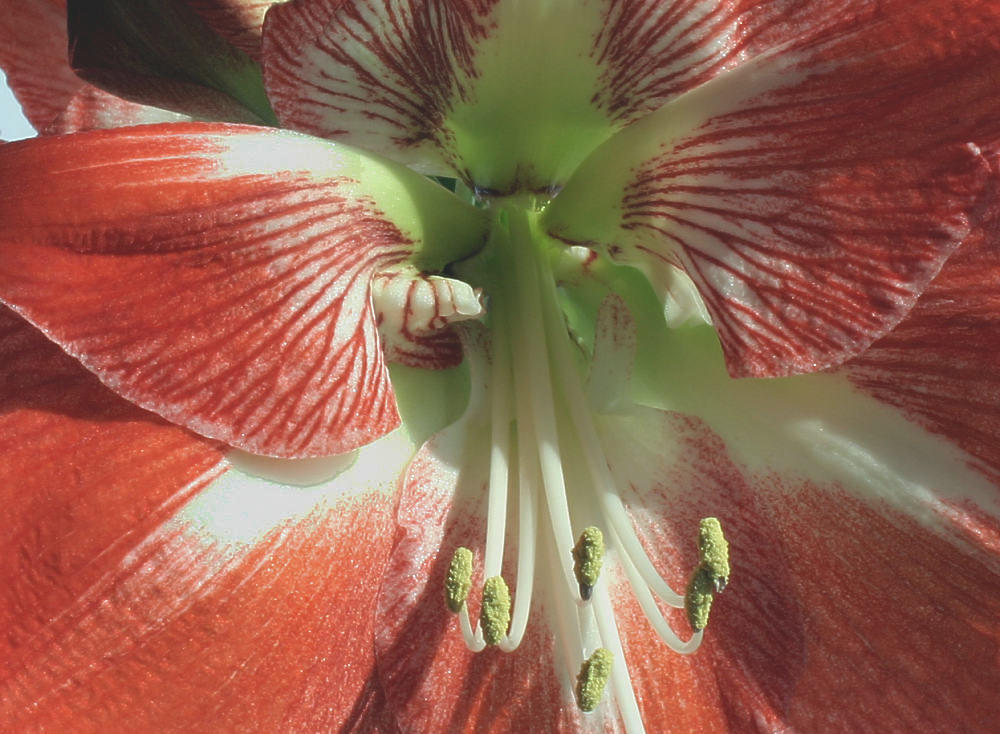 Amaryllis 1