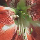 Amaryllis 1