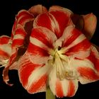 Amaryllis 1