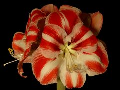 Amaryllis 1