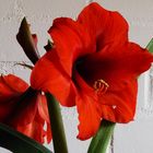 Amaryllis 1