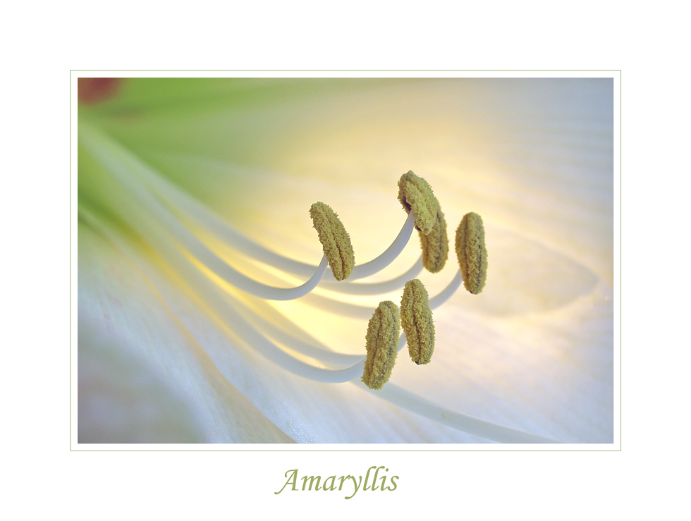 Amaryllis - 1 -